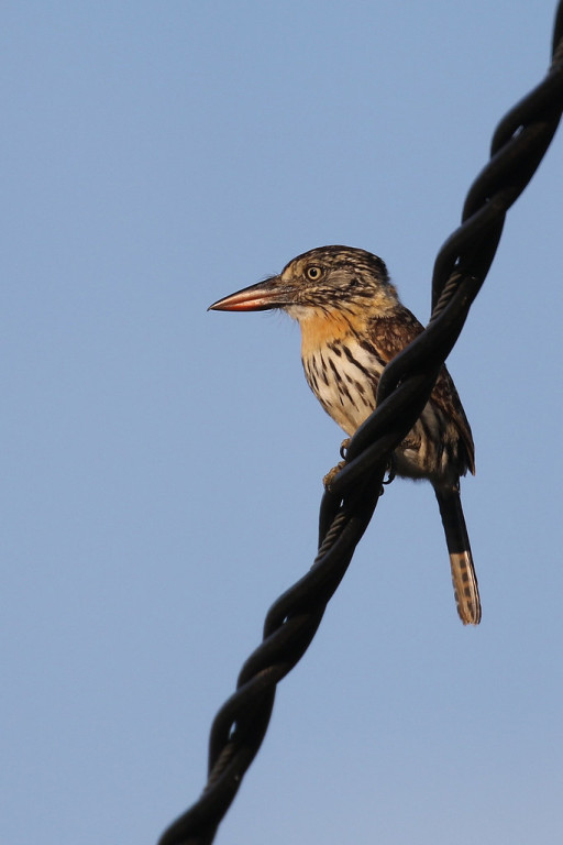 …the recently split Chaco Puffbird, here perching sentinel-like, watching for prey.
