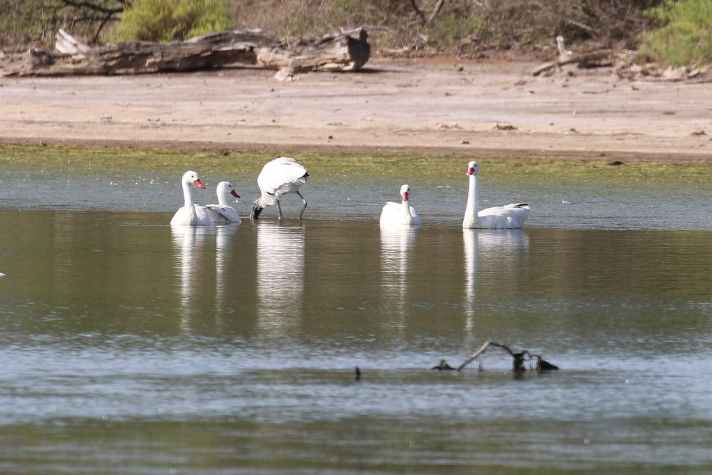 …where Coscoroba Swans and Wood Storks are joined by…