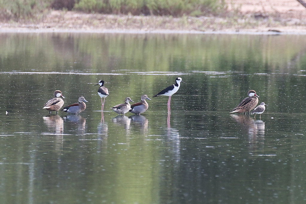 …mixed flocks of ducks and waders….
