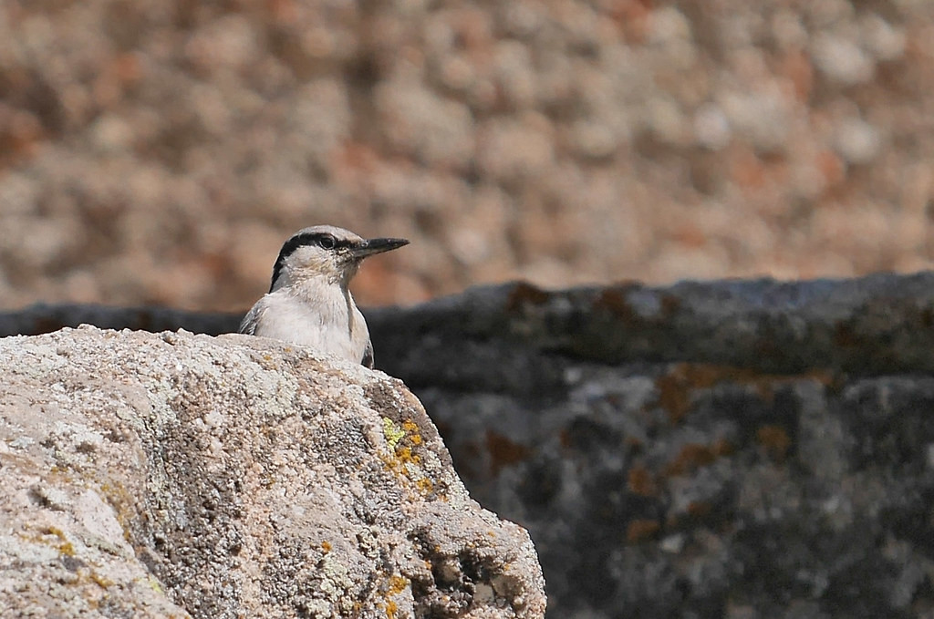 We should also see Eastern Rock Nuthatch, usually located by their loud piping call