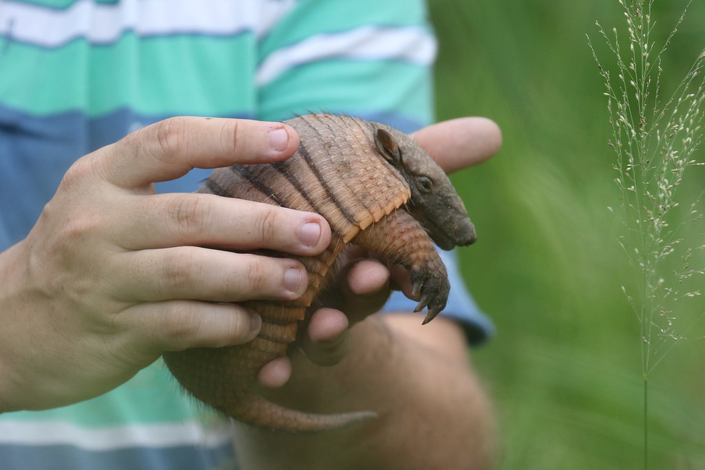 Paraguay is home to 12 species of Armadillo and we should see several including this Greater Hairy…