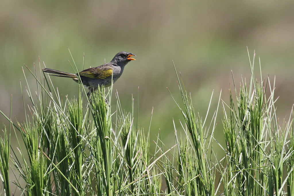 Here, we will also look for Great Pampa Finch…