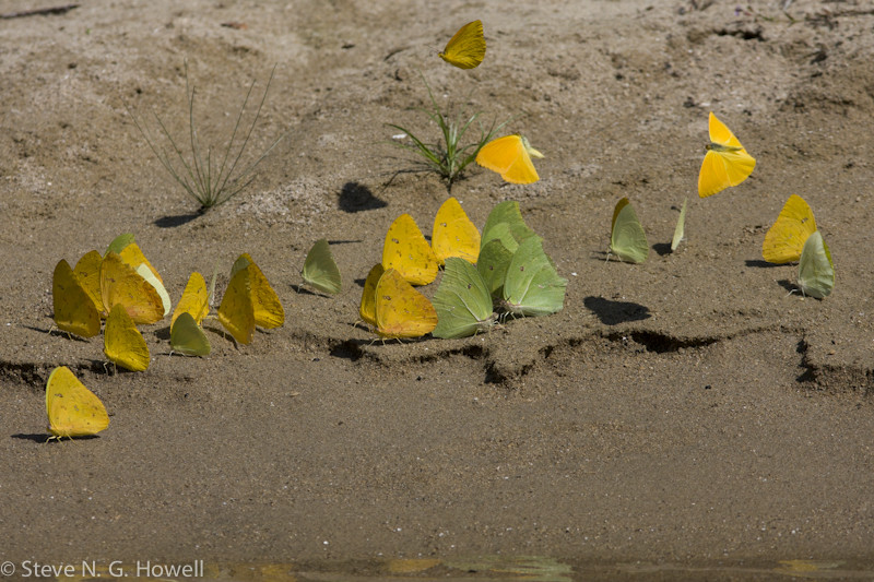 As may butterfly “puddle parties”…