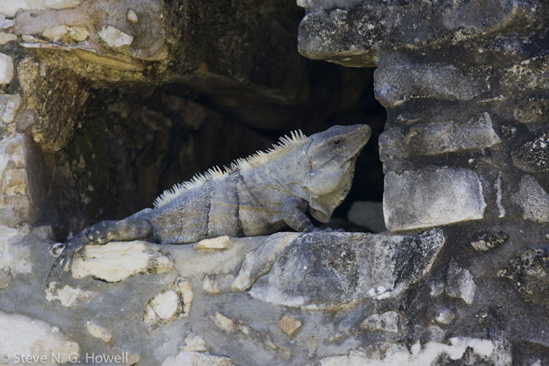 … and homes for Spiny-tailed Iguanas.