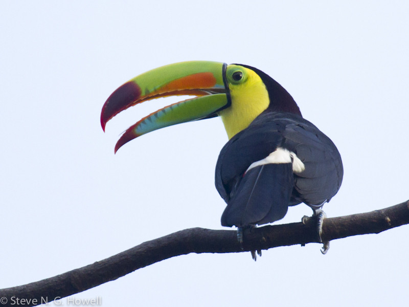 …to the unavoidably colorful Keel-billed Toucan.