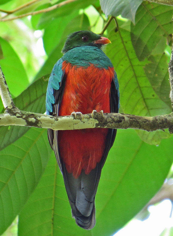 While the rare Pavonine Quetzal might be lurking quietly overhead almost anywhere.