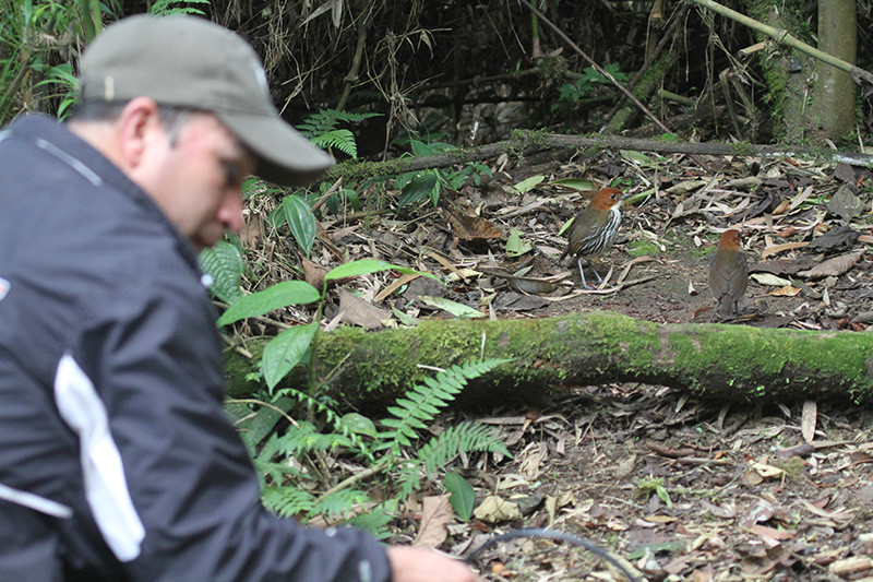 We’ll also visit antpittas feeding station, where we could see Chestnut-crowned Antpitta at arms length…