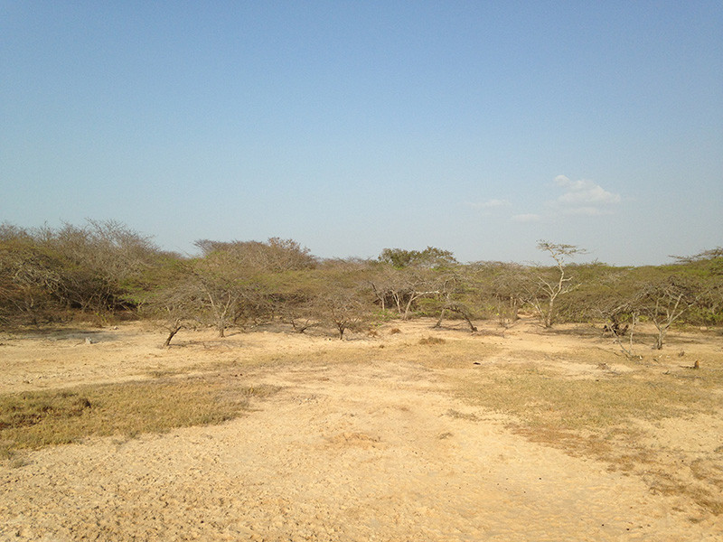 …and to dry (and very hot) shrubby habitat in the Guajira Peninsula.