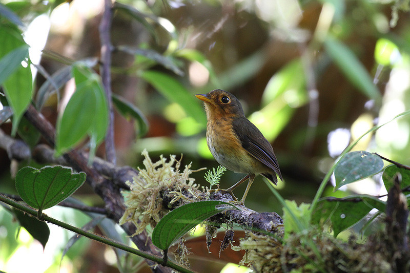 We will of course also look for antpittas in ‘the wild’, like this Ochre-breasted Antpitta seen at Las Tangaras.