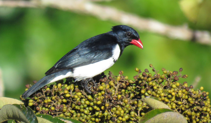 …Red-billed Pied Tanager…
