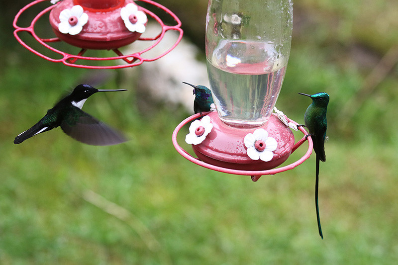 …and amazing numbers of hummingbirds (80 species have been recorded on our tour)…