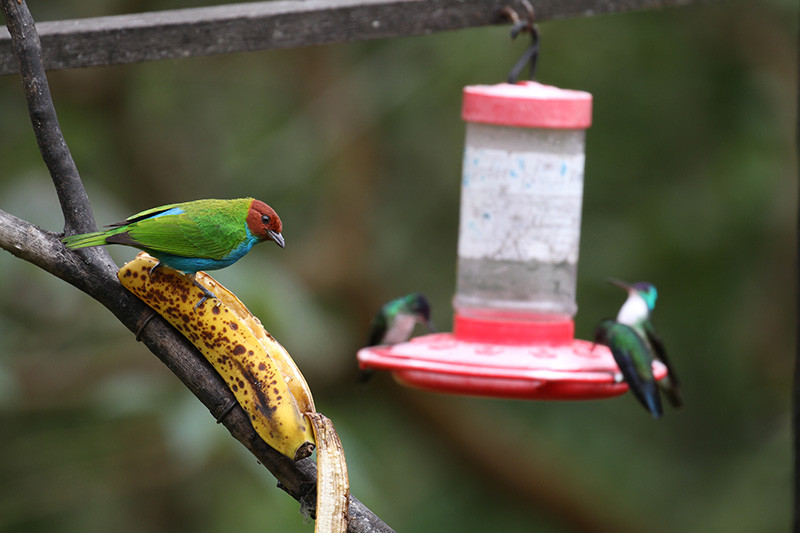 We’ll visit more than 10 feeding stations, each attracting many species including tanagers (here a Bay-headed)…