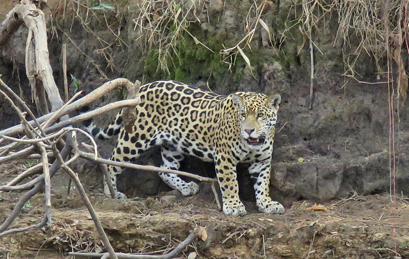 But our main target here is the magnificent Jaguar, occurring here in a greater density than anywhere else, and our chance of seeing one or even a few is very high.