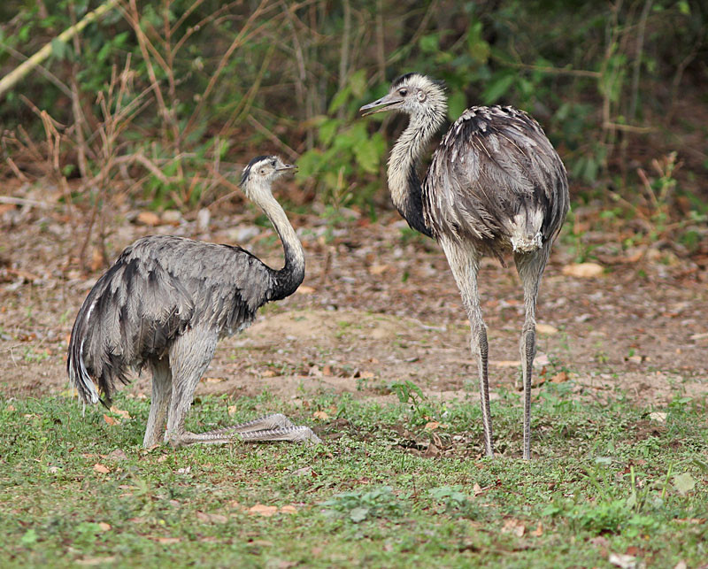 …while appreciating the Greater Rheas that roam the ranch grounds.