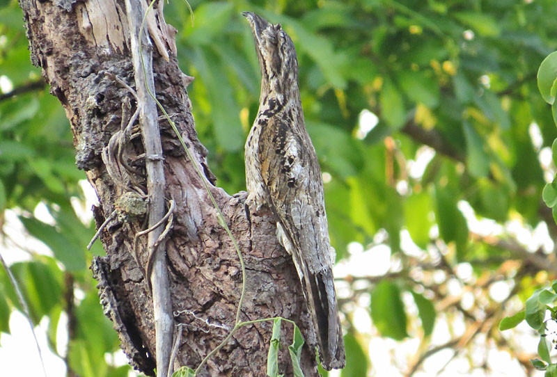 We may get lucky to find a virtually invisible Common Potoo on a day roost or nest.