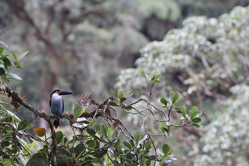 In order to truely appreciate the amazing Colombian bird diversity (here a Black-billed Mountain-toucan)…