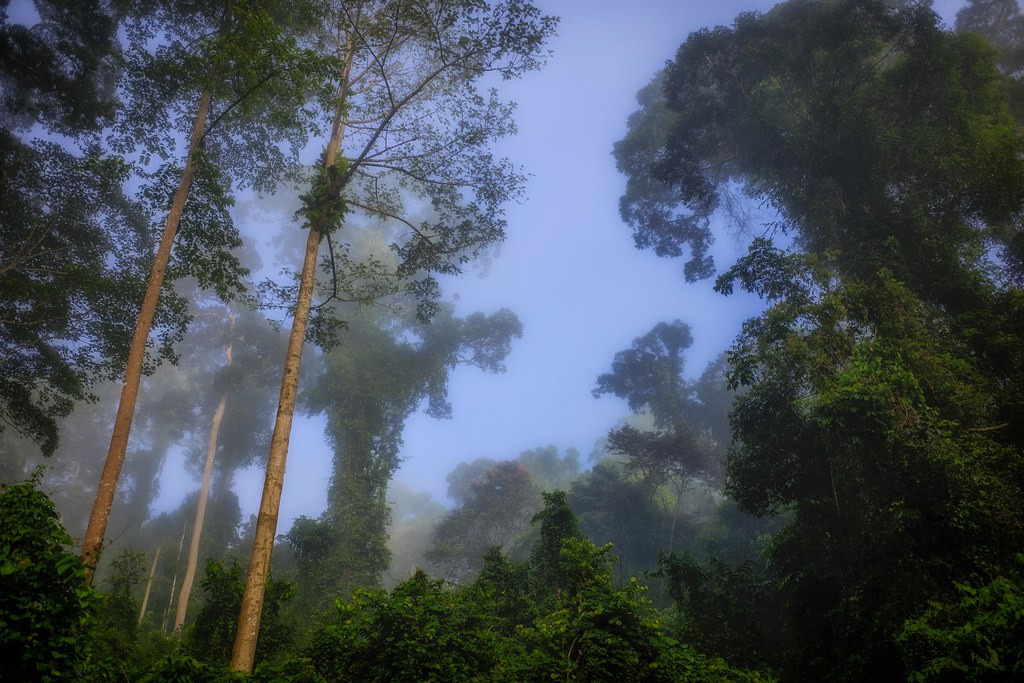 The Bornean rainforest is the most diverse on earth…
