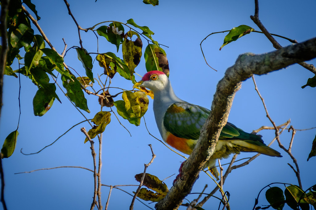 the gorgeous Wallace’s Fruit-Dove is named for the famed naturalist…