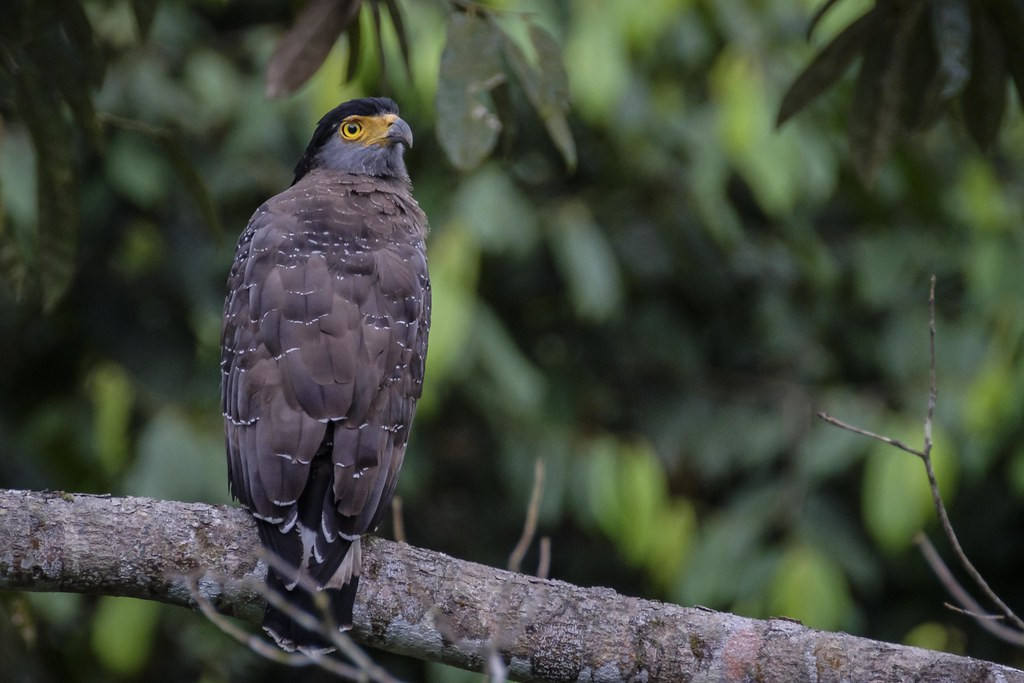 ….and Crested Serpent-Eagle. 