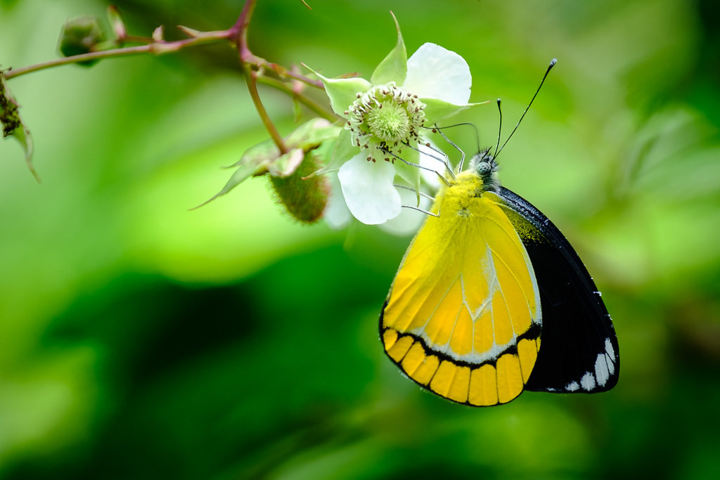 and butterflies, here a stunning Jezebel…