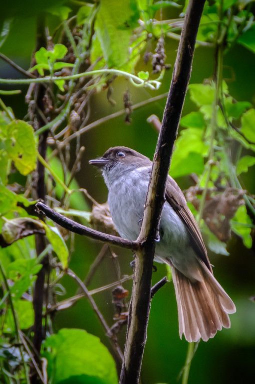 the endemic Streak-breasted Jungle Flycatcher…