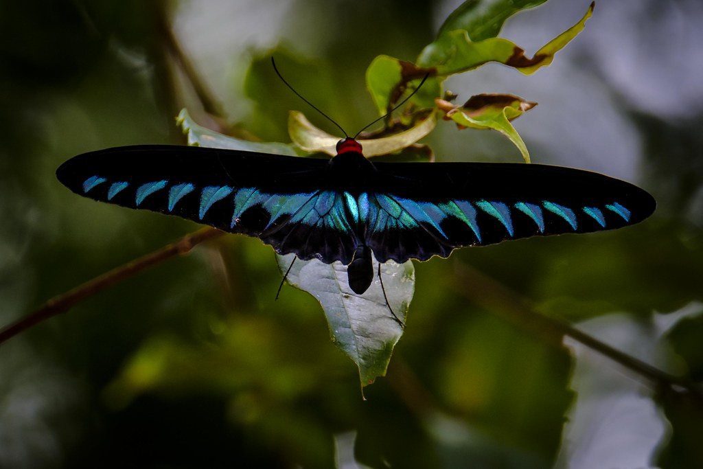 …and the breathtaking Rajah Brooke’s Birdwing.