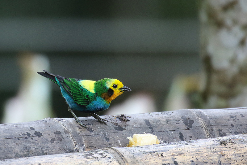 …as well as superb tanagers like Multicolored Tanager, another endemic to the Choco.