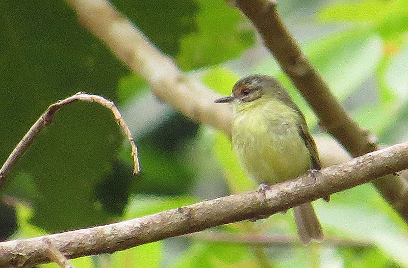 We’ll eventually arrive at the lush and birdy foothills of Sadiri Lodge, and perhaps a mixed flock with the highly local Cinnamon-faced Tyrannulet will greet us.
