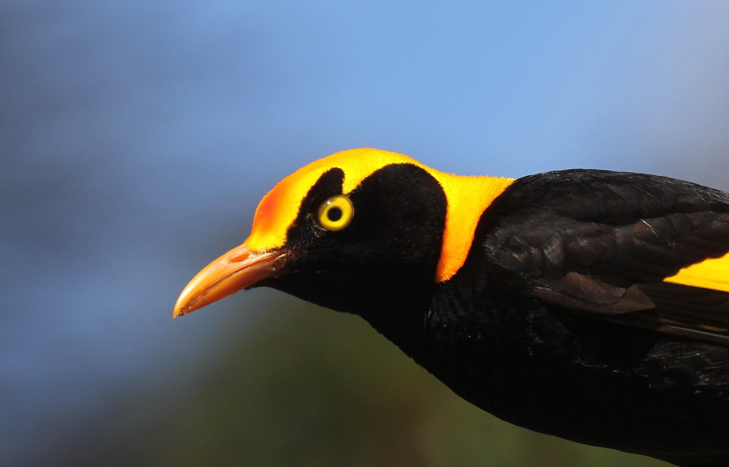 The lodge mascot is the stunning Regent Bowerbird, which are surprisingly common around the grounds.