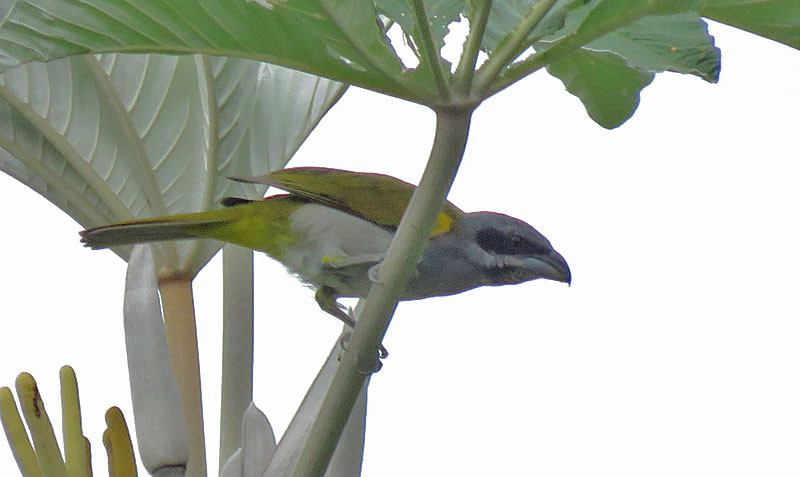 Yellow-shouldered Grosbeak is a scarce canopy flock member that seems to be quite regular in this region.