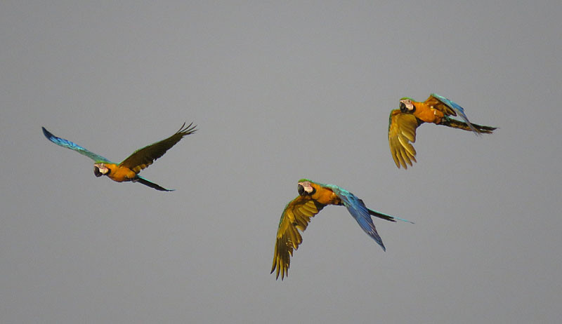 We won’t be able to ignore the afternoon flight of macaws heading to their roost, dominated by the gorgeous Blue-and-yellow Macaws.
