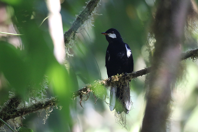 …and the elegant Black Solitaire.