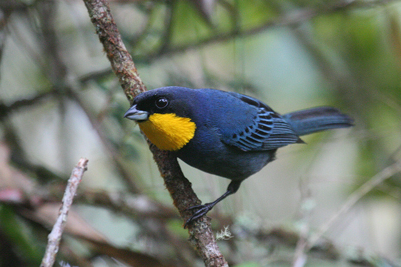 …the fancy Purplish-mantled Tanager is found in most of the flocks at Las Tangaras or along the Montezuma road…