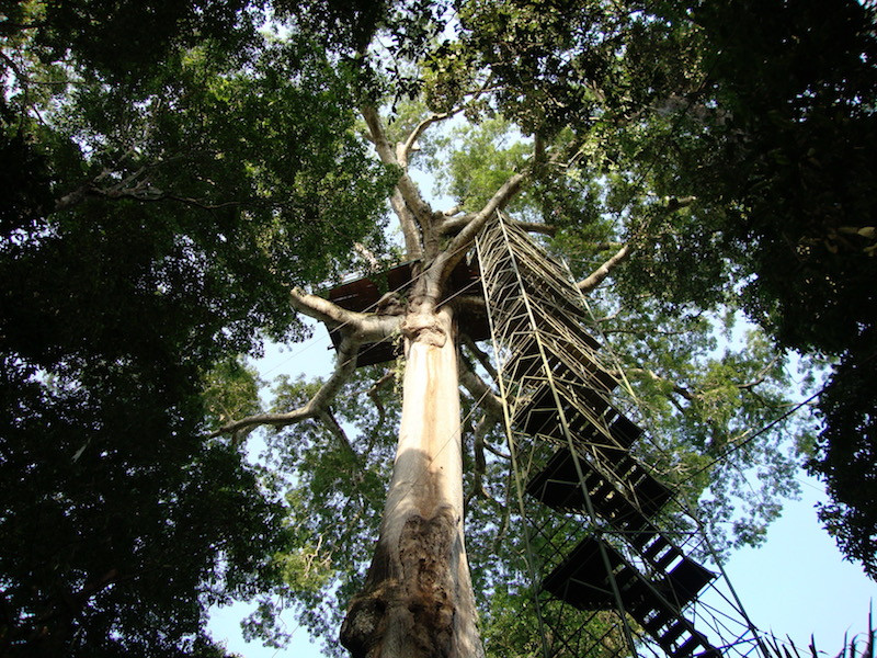 We spend much of our birding time on the trails, but one of the highlights at Tambo Blanquillo is a canopy platform.