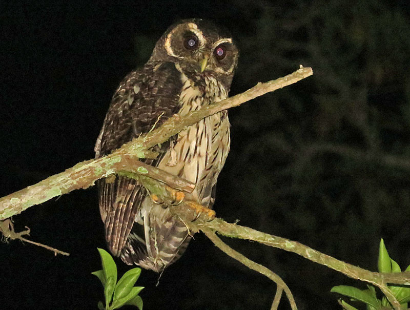 We’ll take a few night walks, where you never know what you’ll find – here an Amazonian Mottled Owl.