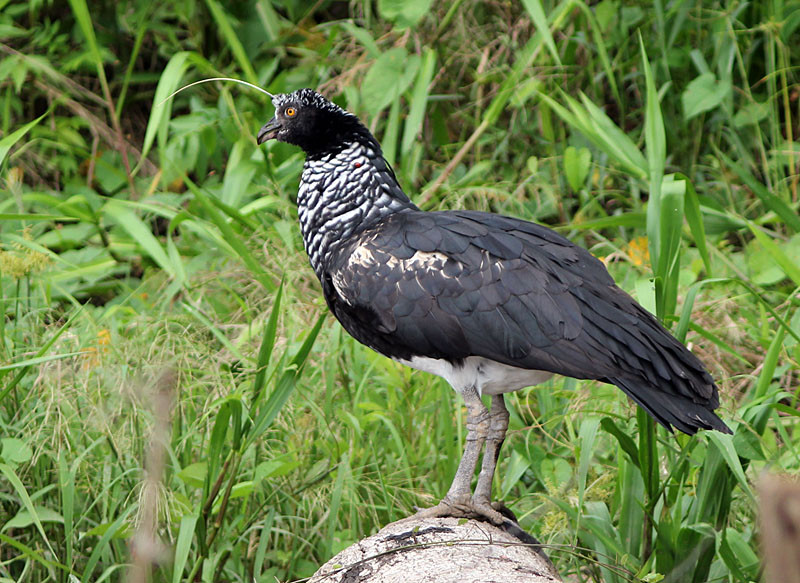 Distantly related to ducks and geese is the Horned Screamer, which we might see on a gravel bar in one of the rivers.