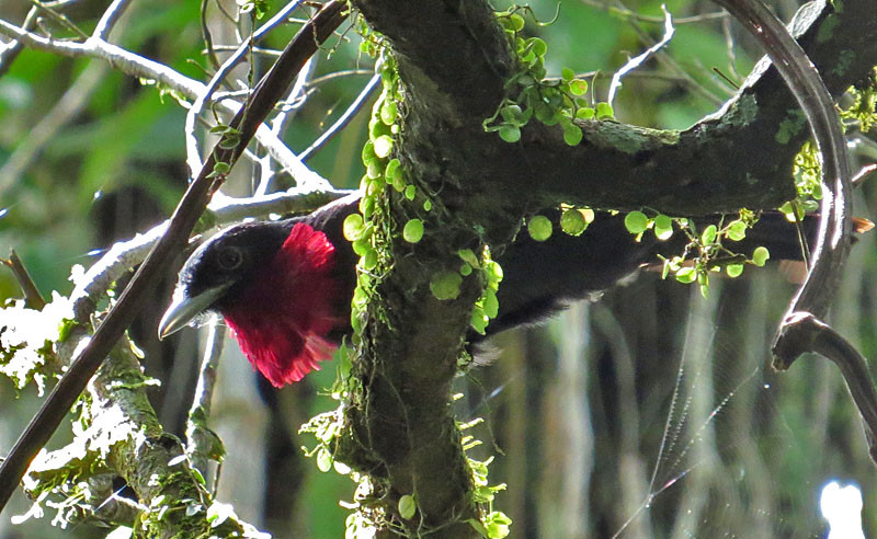 But probably entirely unfamiliar to birders first visiting the American tropics are members of the cotinga family, such as this Purple-throated Fruitcrow.