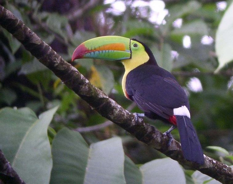 Surprisingly common here, Keel-billed Toucan never fails to please…