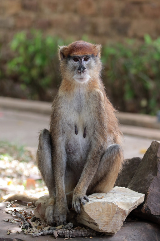 as are the angelic-looking Patas monkeys.