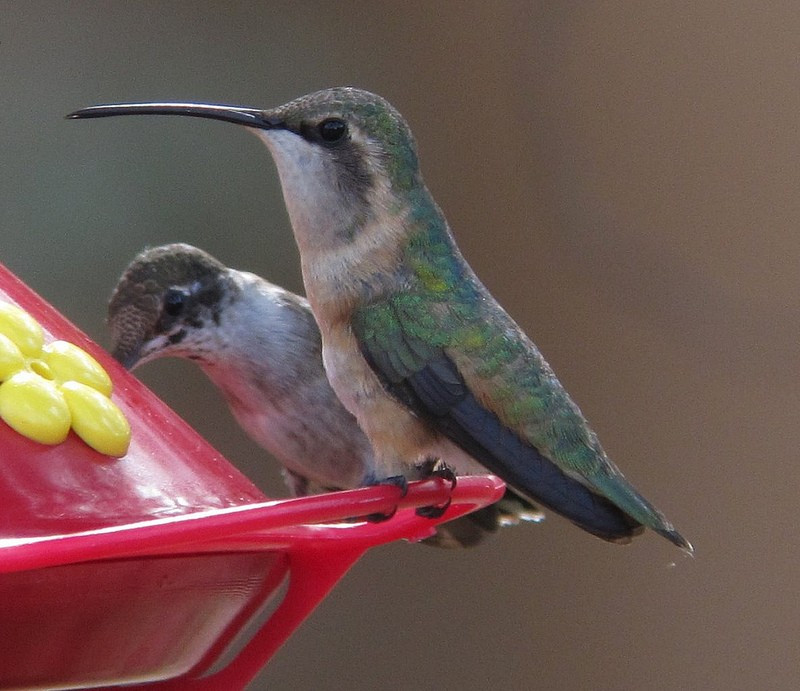 …we might find the uncommon  Lucifer Hummingbird (front)…