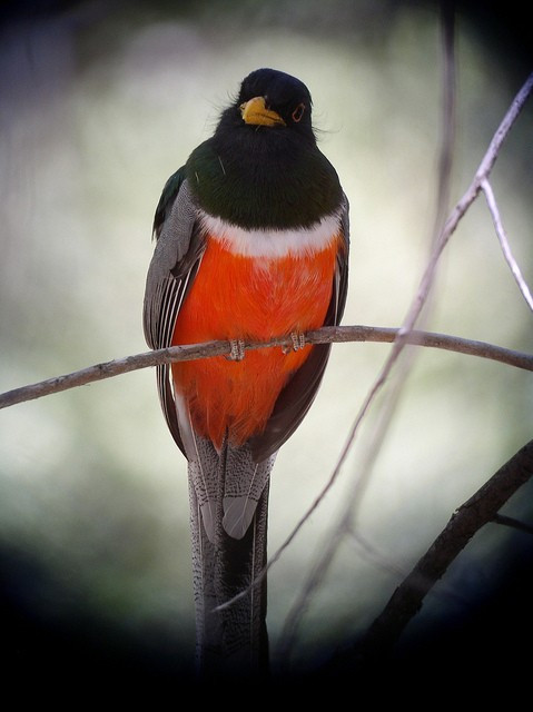 But of course birds are our primary focus, and we expect to see most of the species for which the area is famous.  Elegant Trogon of course…