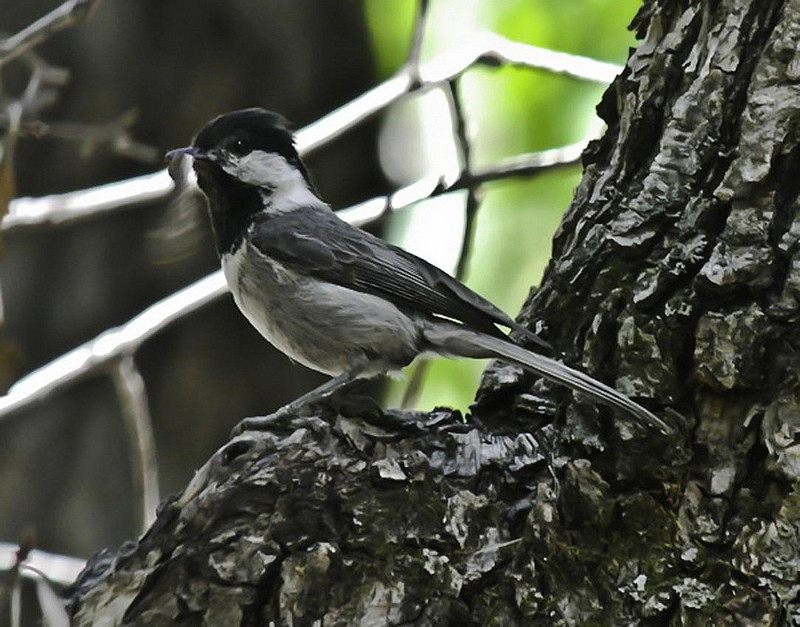 …the even more range-restricted Mexican Chickadee found only in two small mountain groups…