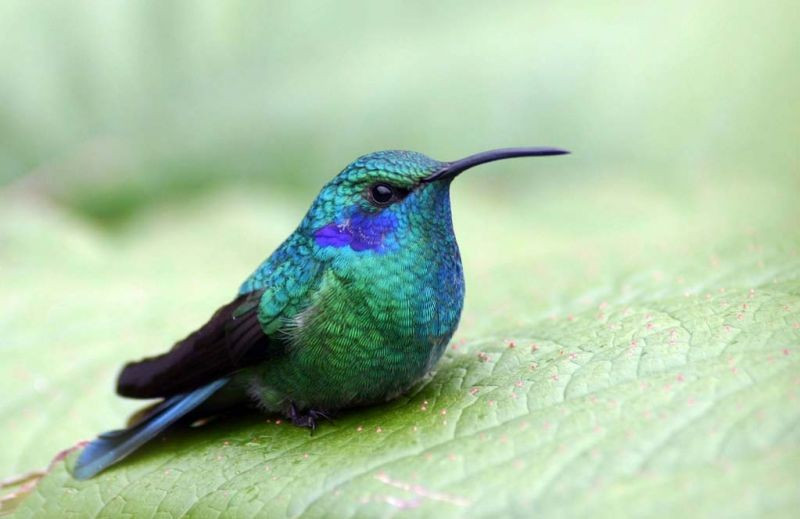 …such as this Green Violetear… (gb)
