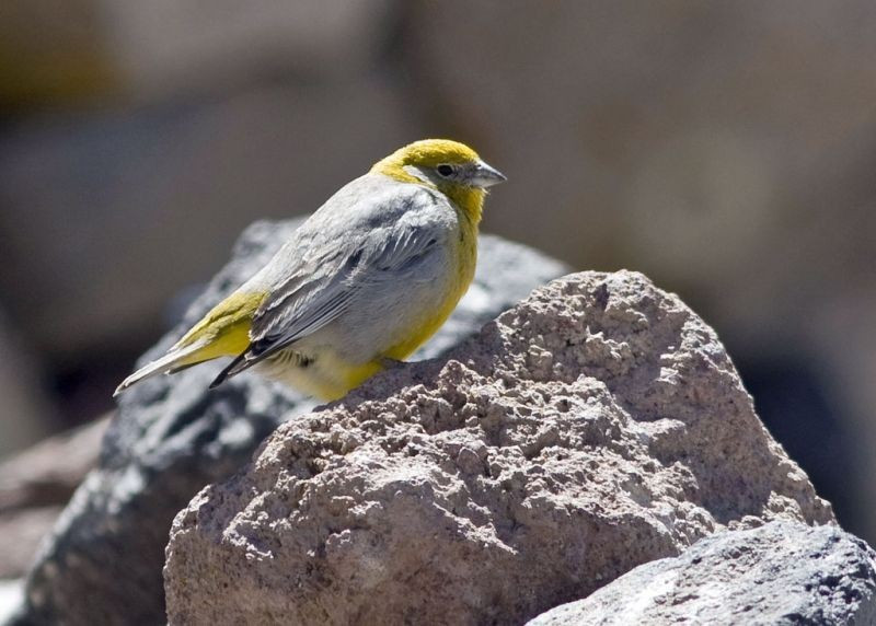 Other high Andean species we’ll seek include Bright-rumped Yellow-Finch…