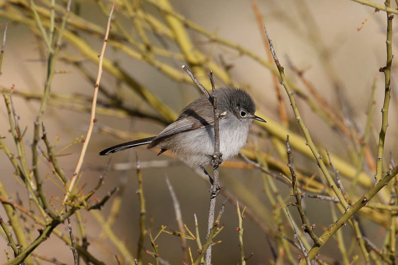 …where we’ll see a group of birds we won’t see again including Black-tailed Gnatcatcher…