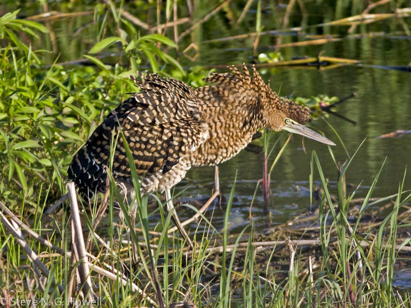 …to coastal mangroves, home to the impressive Bare-throated Tiger-Heron.