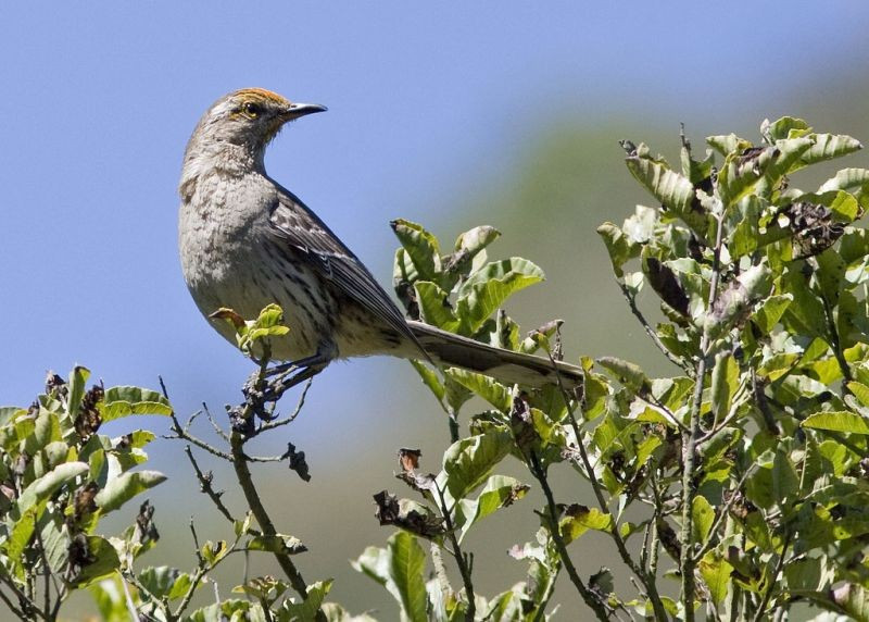 …and Chilean Mockingbirds sometimes dust their heads with golden pollen.