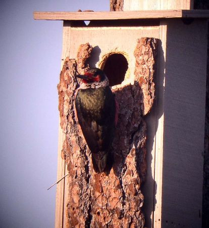 …and Lewis’s Woodpecker.