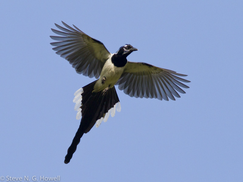 …the stunning Black-throated Magpie-Jay…