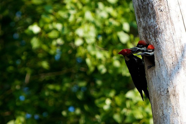 …for woodpeckers such as Pileated…
